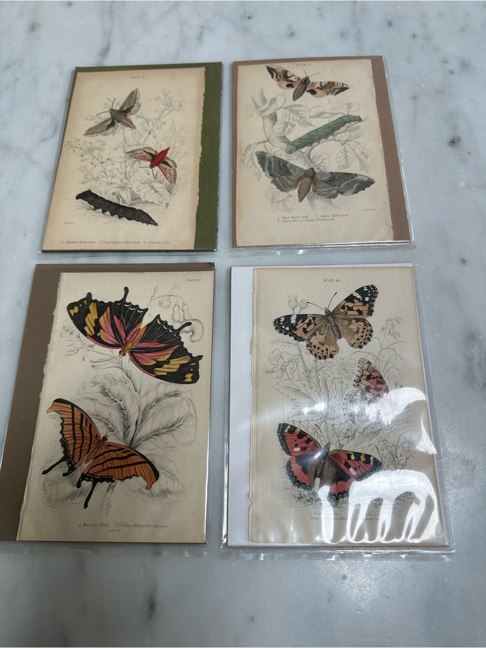 1800s William Jardine The Naturalist Library Rare Butterflies